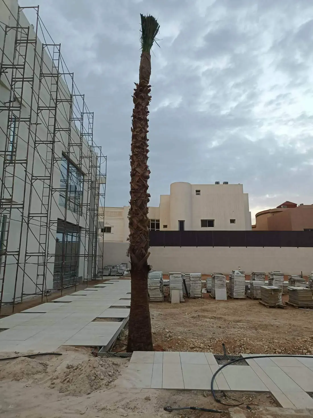نخيل واشنطوني وأشجار 11