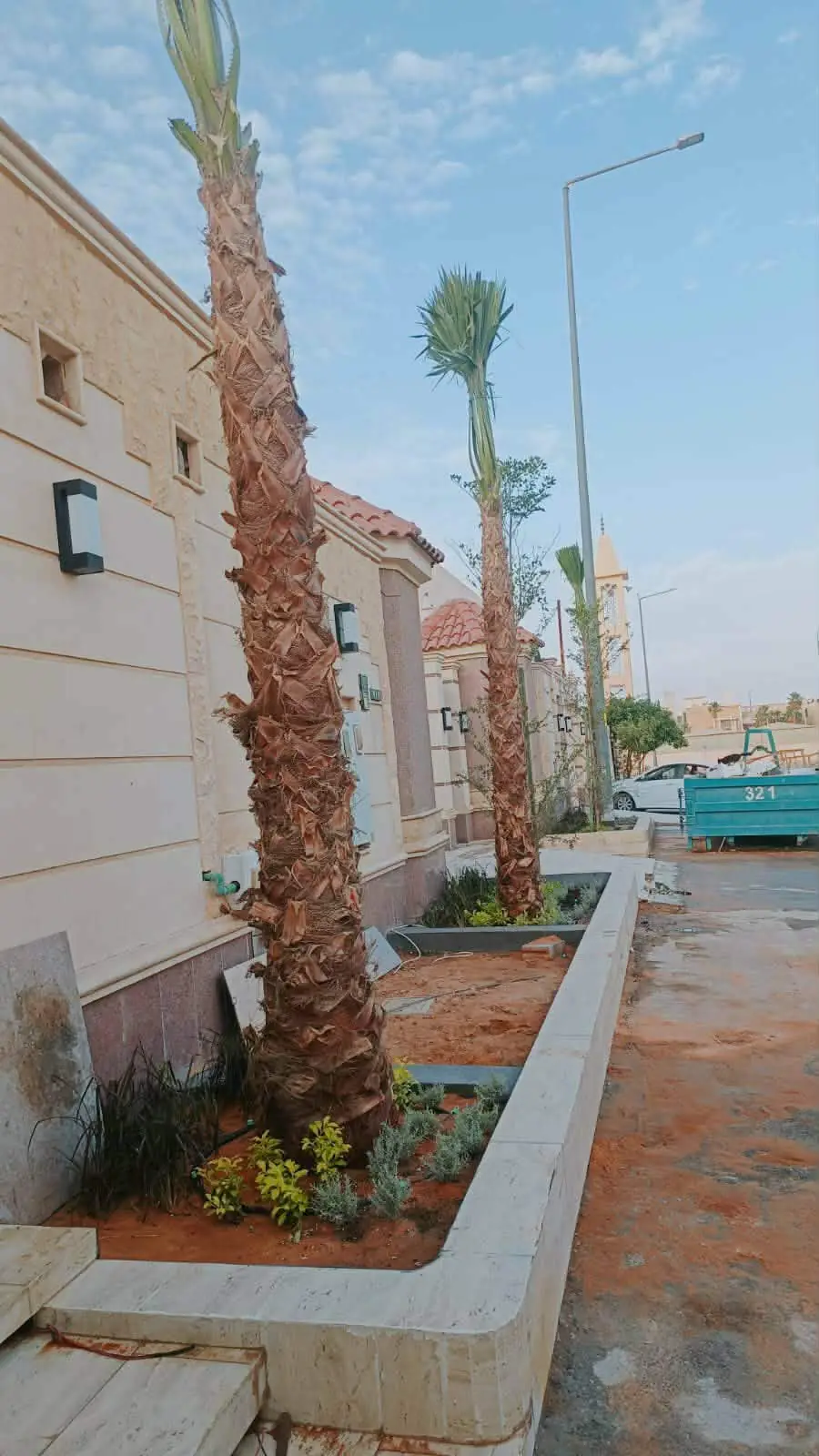نخيل واشنطوني وأشجار 14