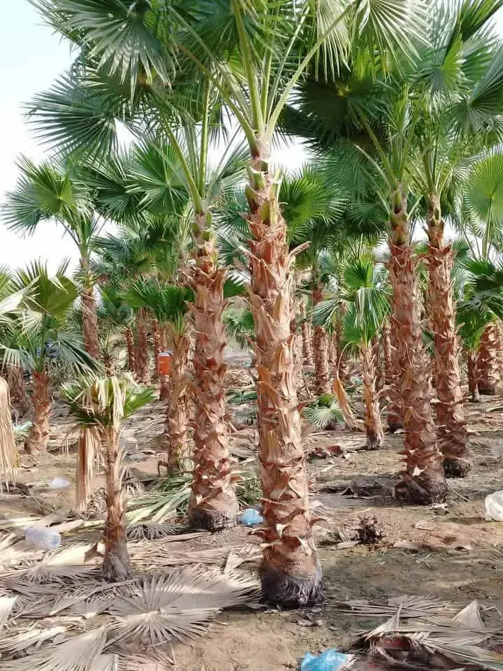 نخيل واشنطوني وأشجار 3