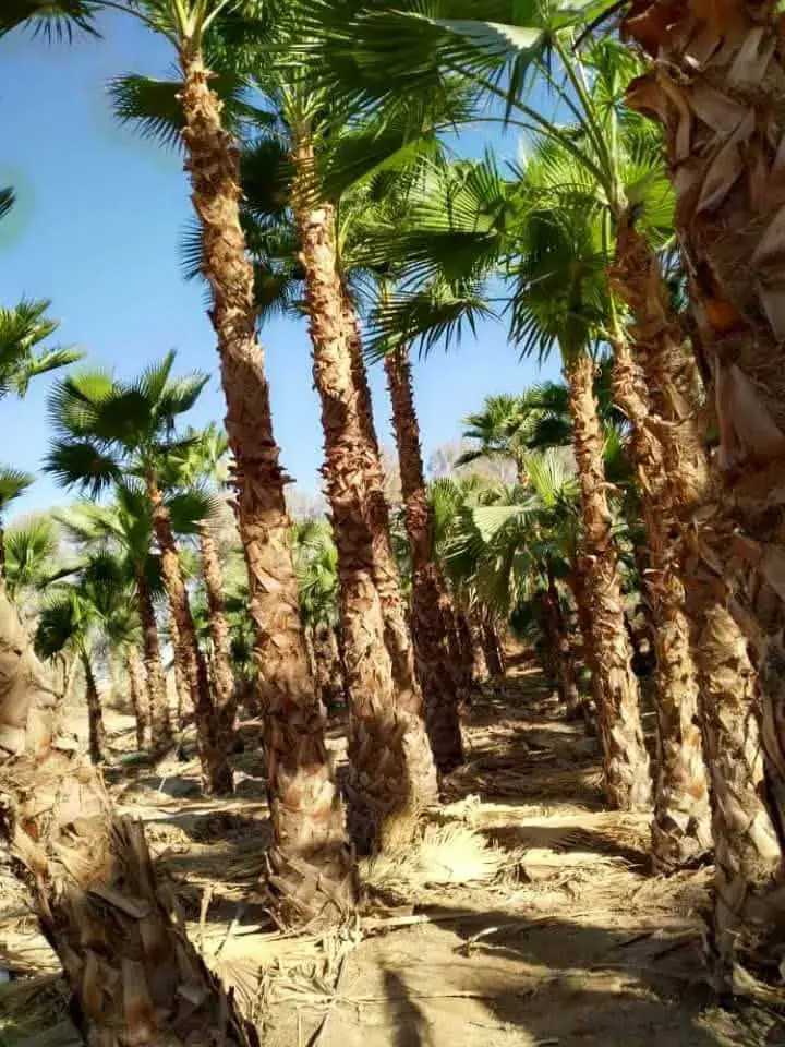 زراعة وتنسيق الأشجار حسب المساحة 8
